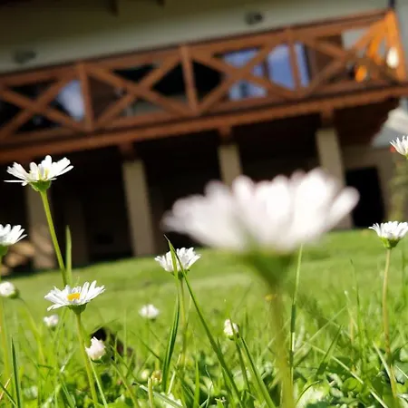 Lesny * Las (Zywiec)